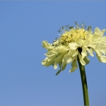 Bloemen Bloemen