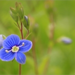 Veronica Veronica