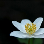 Bloemen Bloemen