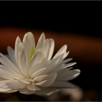 Bloemen Bloemen