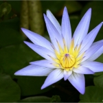 Bloemen Bloemen