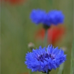 Korenbloem Korenbloem