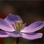 Bloemen Bloemen