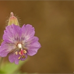 Ooievaarsbek - Geranium Ooievaarsbek - Geranium