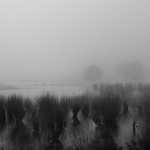 Langs de Waal Langs de Waal