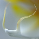 Orchidee 02 Orchidee 02