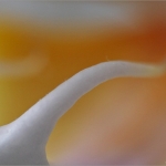 Orchidee 01 Orchidee 01