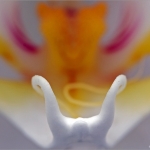 Orchidee 03 Orchidee 03