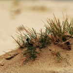 Drunense duinen 02 Drunense duinen 02