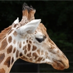 Giraffe Giraffe