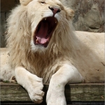 Witte Leeuw Witte Leeuw