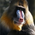Mandril Mandril