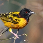 Wevervogel Wevervogel