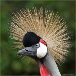 Kroonkraanvogel Kroonkraanvogel