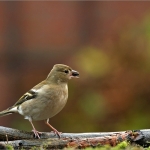 Vink vrouwtje Vink vrouwtje