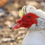 Gans Gans