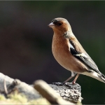 Vink mannetje Vink mannetje