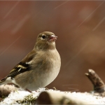 Vink vrouwtje Vink vrouwtje