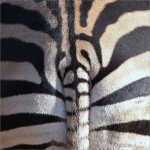 Zebra Zebra