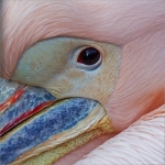 Roze Pelikaan Roze Pelikaan