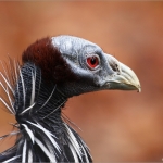 Vogel Vogel