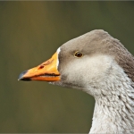 Gans Gans