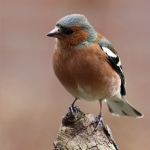 Vink mannetje Vink mannetje