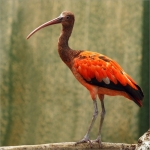 Rode Ibis Rode Ibis