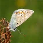 Blauwtje Blauwtje