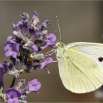 Witje Witje