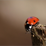 Lieveheersbeestje Lieveheersbeestje