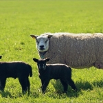 Schapen Schapen