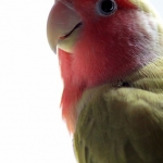 Vogel 3