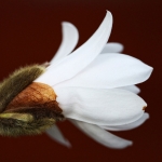 witte bloemetje witte bloemetje