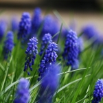 blauw blauw