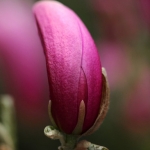 magnolia magnolia