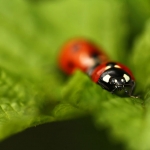 lieveheersbeestje lieveheersbeestje
