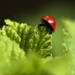 lieveheersbeestje lieveheersbeestje