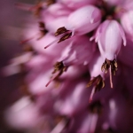 roze roze