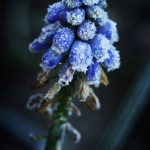 bloem in winter bloem in winter