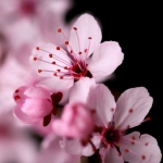 roze roze