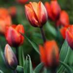tulip tulip