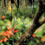 orchideeenhoeve orchideeenhoeve