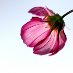 bloem bloem