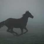 Paard in de mist