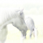 Paarden in high key Paarden in high key