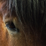 Paardenoog Paardenoog