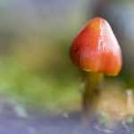 Onbekende paddestoel Onbekende paddestoel