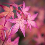Herfstkleuren Herfstkleuren