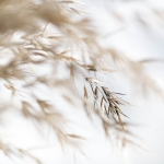 Tussen het riet Tussen het riet